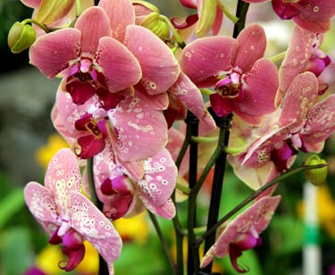 Orchidee Phalaenopsis