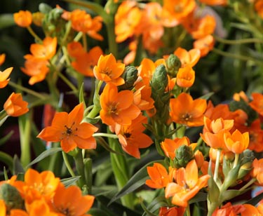 Ornithogalum