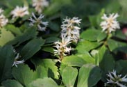 Pachysandra