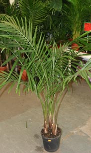 Palme Ravenea Rivularis