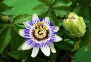 Passiflora