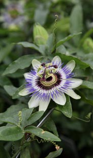 Passiflora