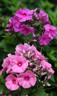 Sommerstauden z.B. Phlox