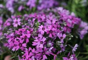 Phlox