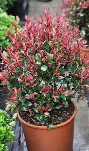 Photinia Nana