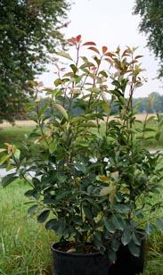 Photinia Red Robin