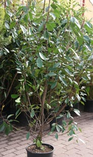 Photinia Red Robin