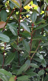 Photinia Red Robin
