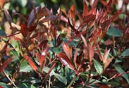 Photinia Red Robin