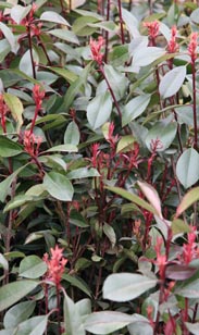 Photinia Red Robin