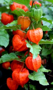 Physalis