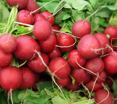 Radieschen