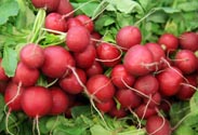 Radieschen