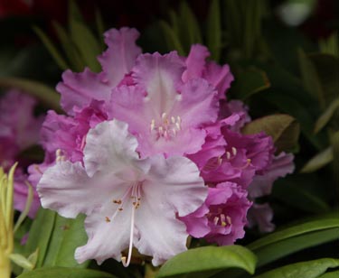 Rhododendron