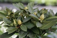 Rhododendron