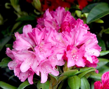 Rhododendron