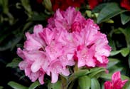 Rhododendron