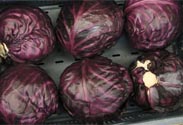 Rotkohl