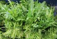 Rucola