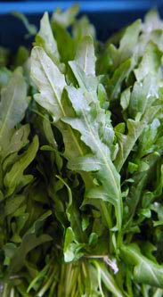 Rucola