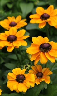 Rudbeckia