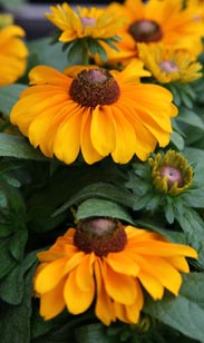 Rudbeckia