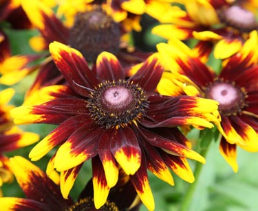 Rudbeckia