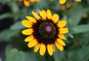 Rudbeckia