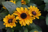 Rudbeckia