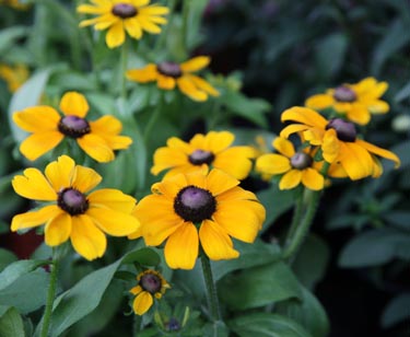 Rudbeckia