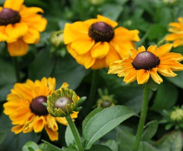 Rudbeckia