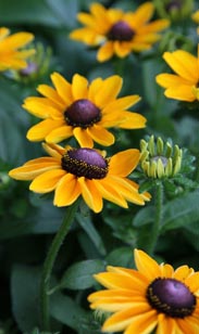 Rudbeckia