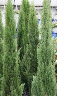 Säulen-Zypresse Toscana