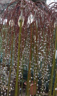 Salix