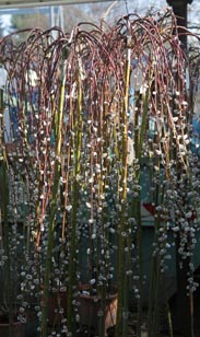 Salix