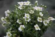 Saxifraga