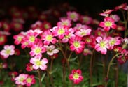 Saxifraga