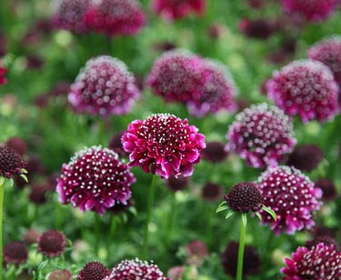 Scabiosa