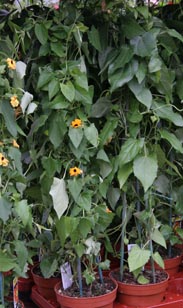 Schlingpflanze schw. Susanne