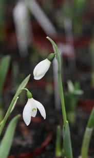 Schneeglöckchen
