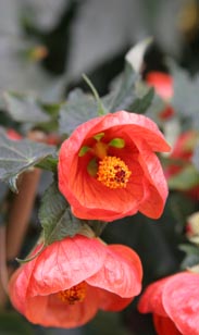 Schönmalve-Stämmchen