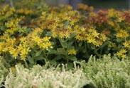 Sedum Mix