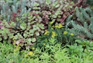 Sedum Mix