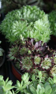 Sempervivum
