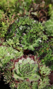 Sempervivum