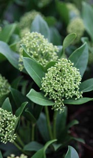 Skimmia jap