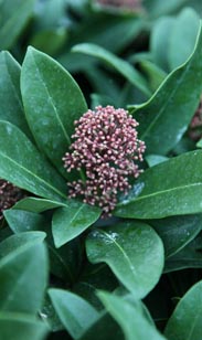 Skimmia jap