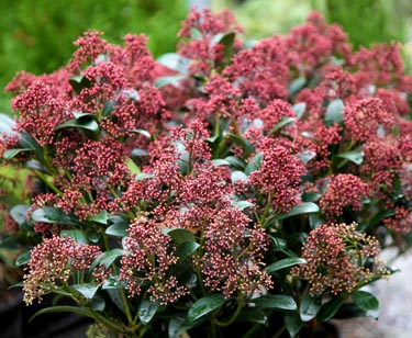 Skimmia jap