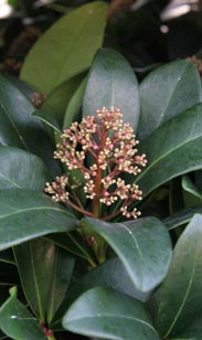 Skimmia jap