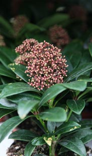 Skimmia jap
